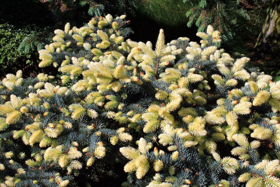 Ель колючая Белобок