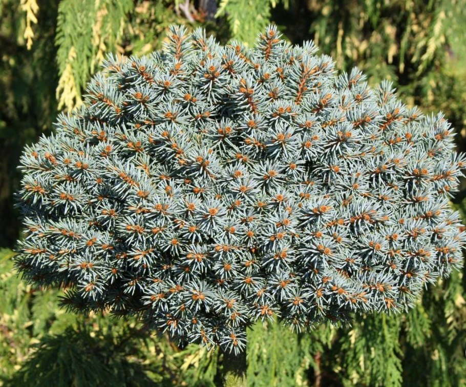 Ель колючая "Bialobok" (Белобок)