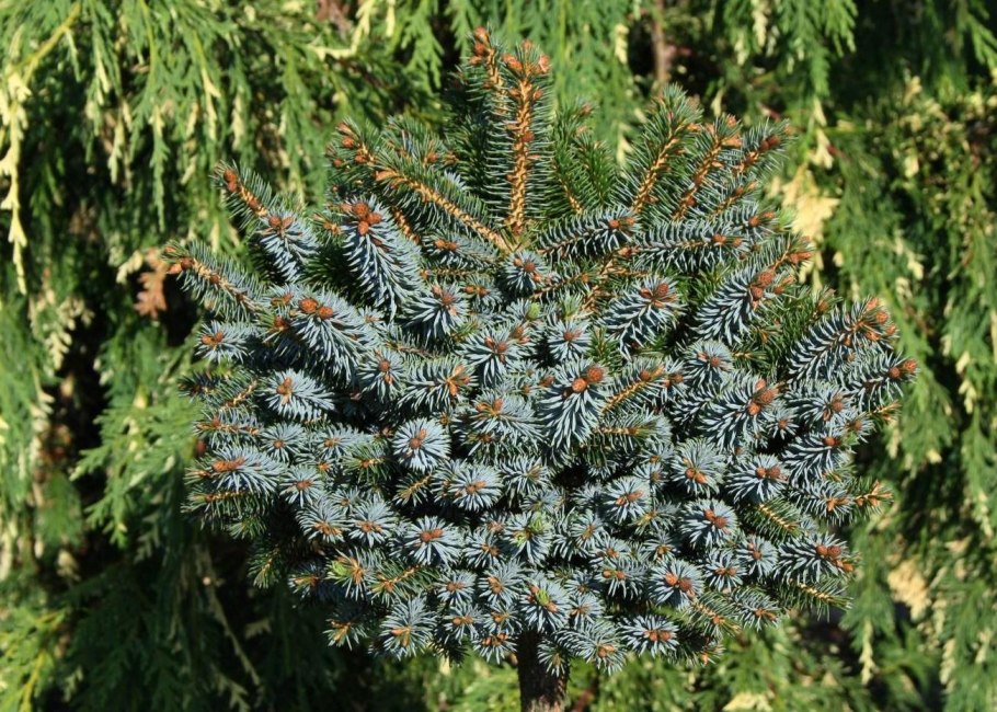 Ель колючая picea pungens