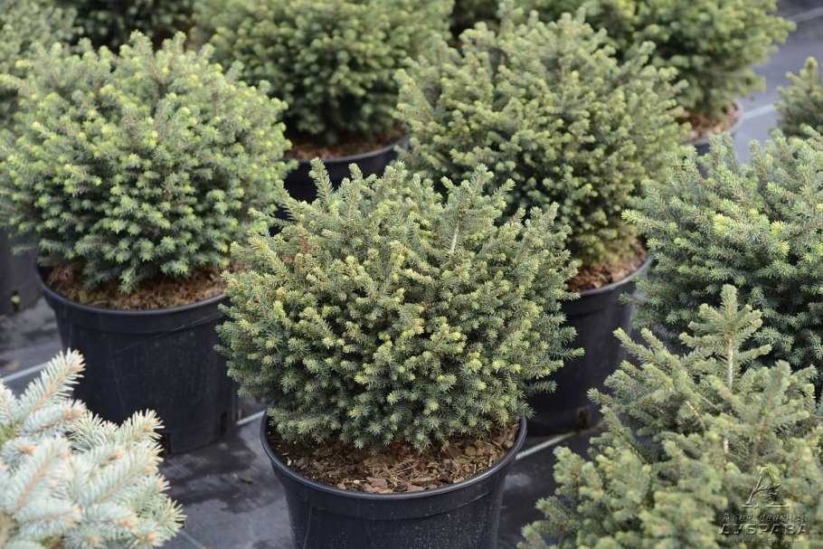 Ель сербская карел