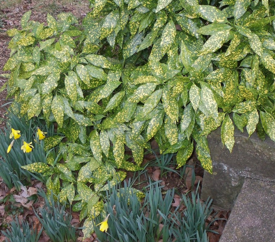 Aucuba japonica Aurea