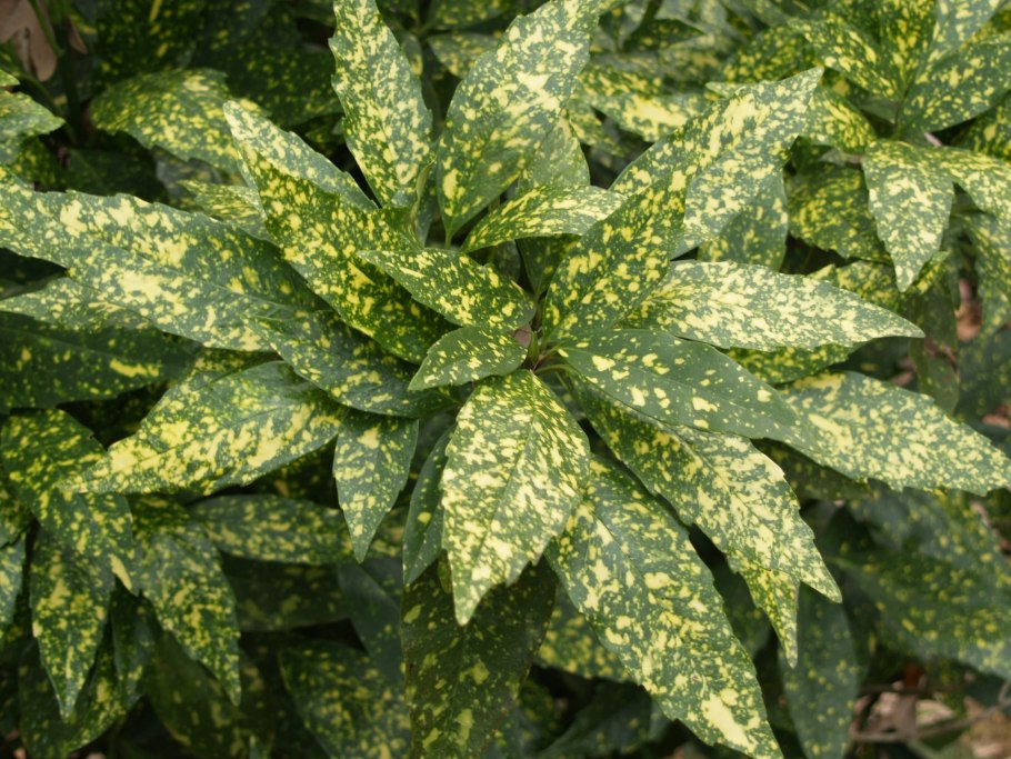 Аукуба японская Кротонифолия