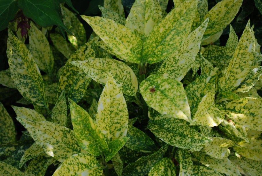 Семейство Мальпигиецветные Эстетика