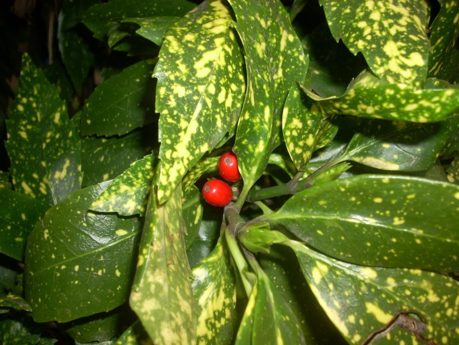 Аукуба Японика Вариегата