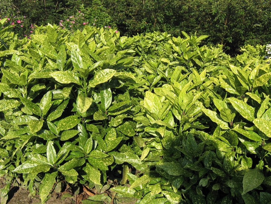 Вечнозеленые кустарники аукуба