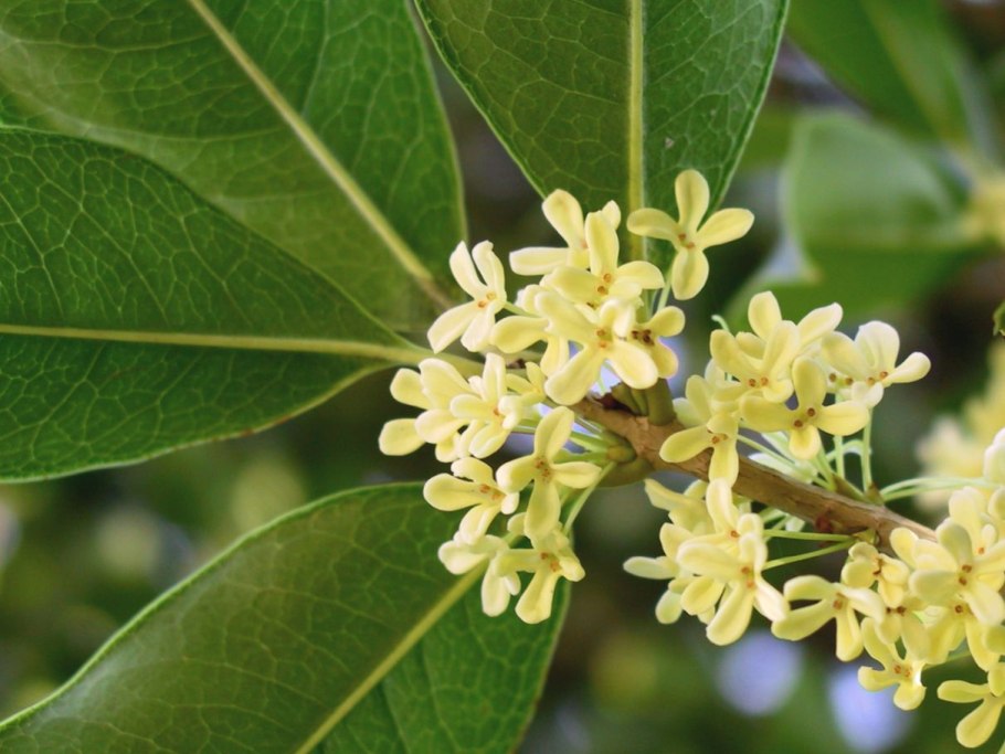 Osmanthus fragrans