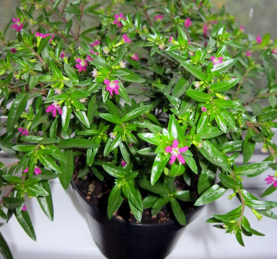 Горечавка крестовидная