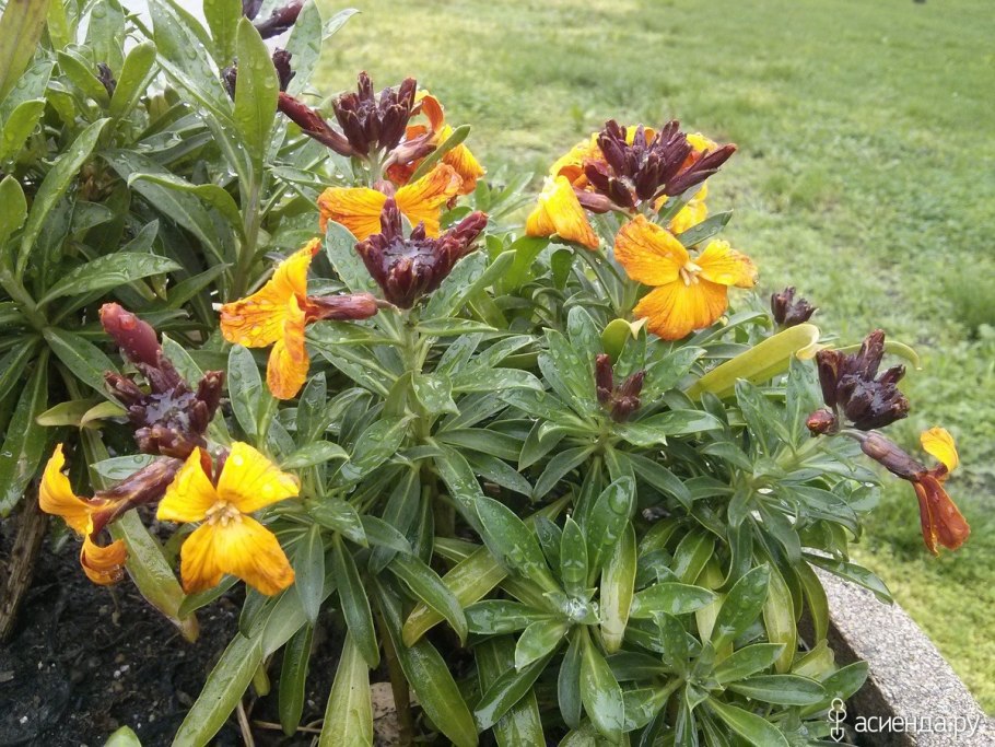 Марьянник Луговой Марьянник Луговой