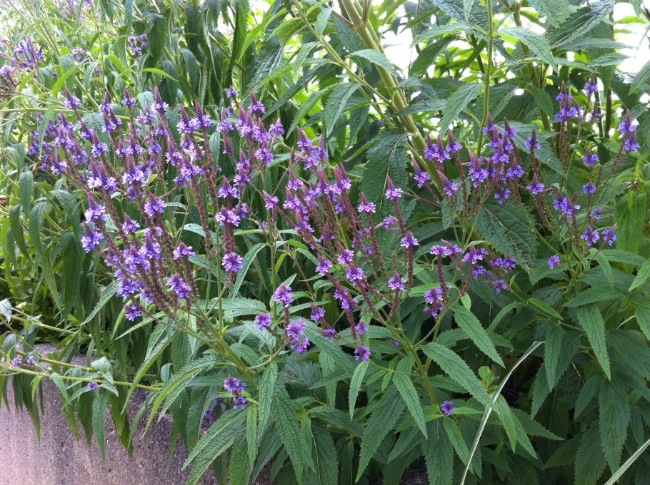 Кермек полив