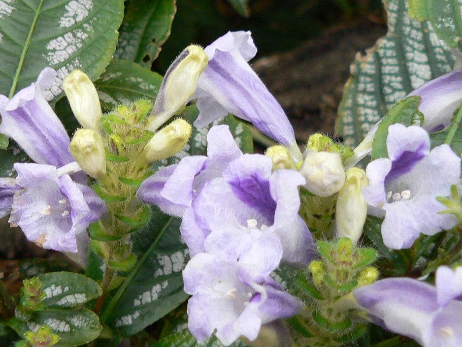 Мирабилис Олимп