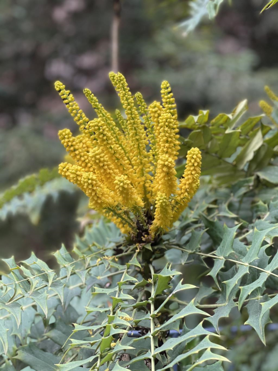 Екатерина Железнова весёлая логоритмика