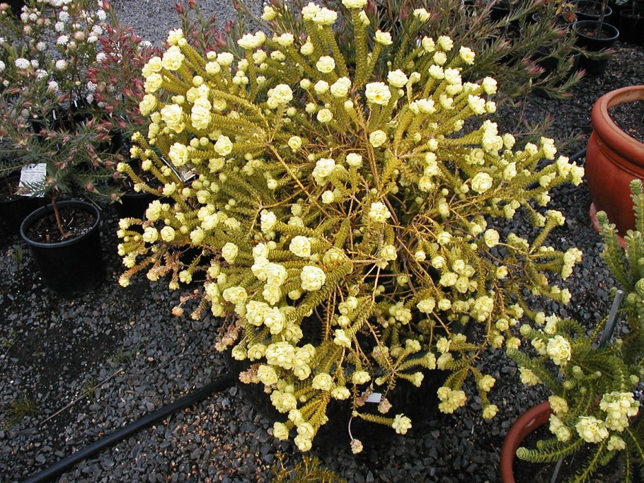 Железновия растение