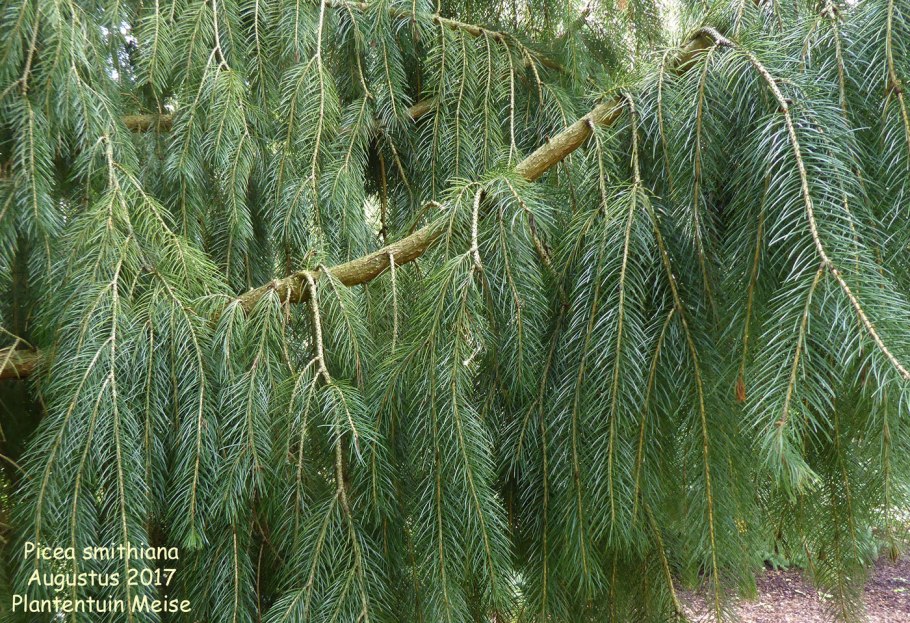Picea Abies Ботанические иллюстрации