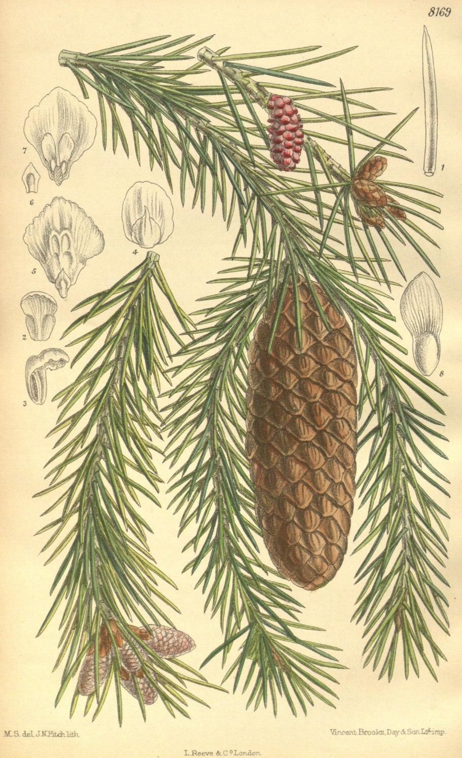 Сосна Веймутова гималайская