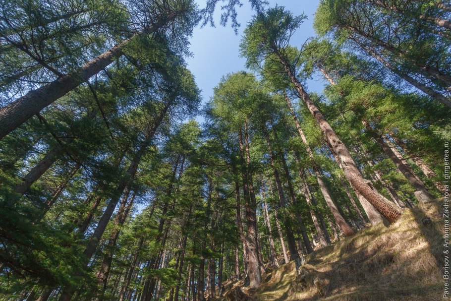 Сосна гималайская (Гриффита) (Pinus wallichiana (griffithii))