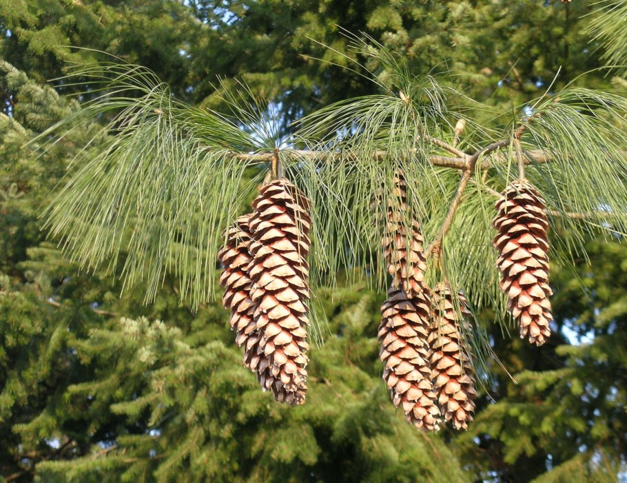 Кедр пихта гималайская сосна