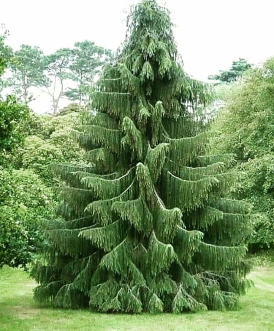 Кедр деодара Пендула