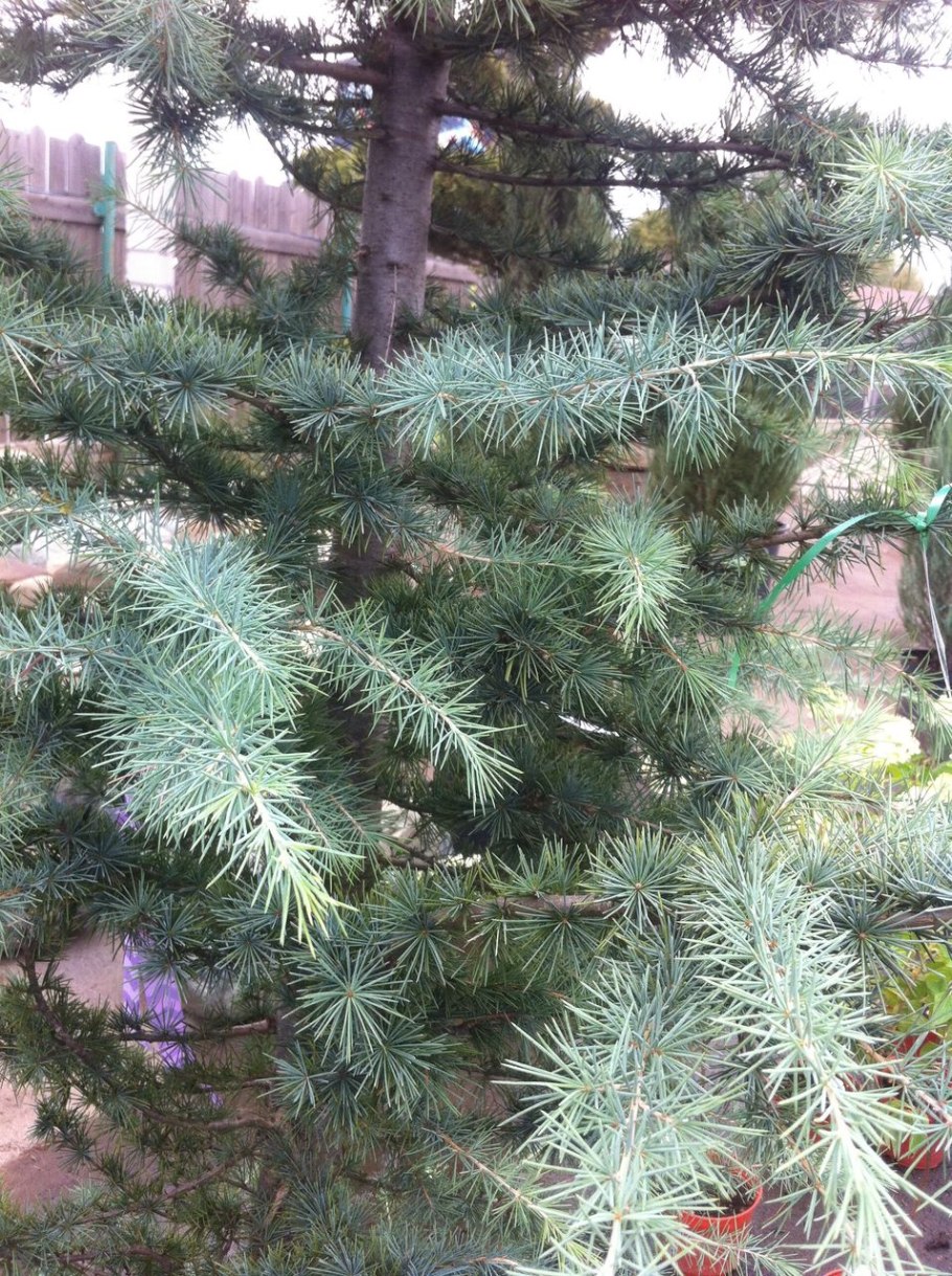 Ель Хупси с красными шишками