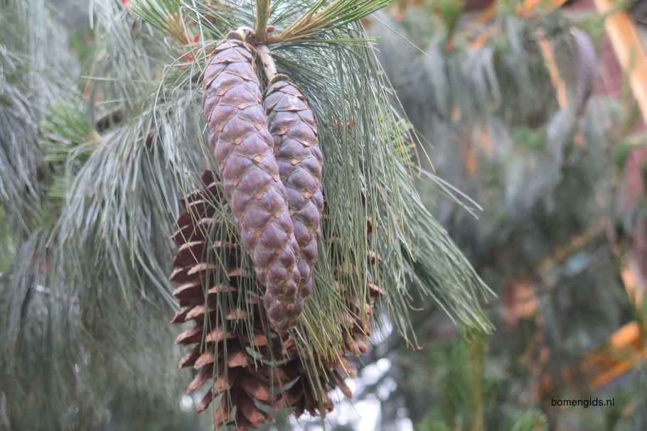 Кедр Гималайский голубой