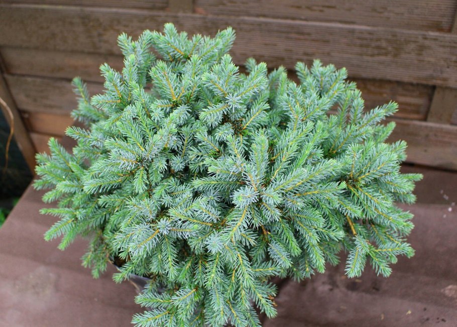 Ель глаука эхиниформис