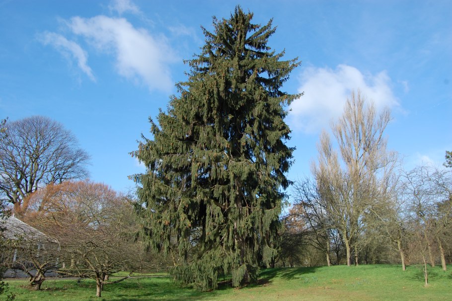 Ель Смита гималайская Picea