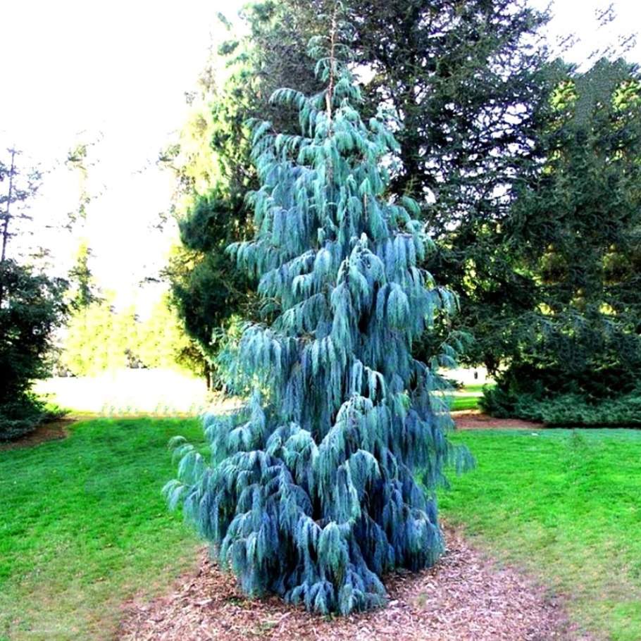 Гималайская голубая ель