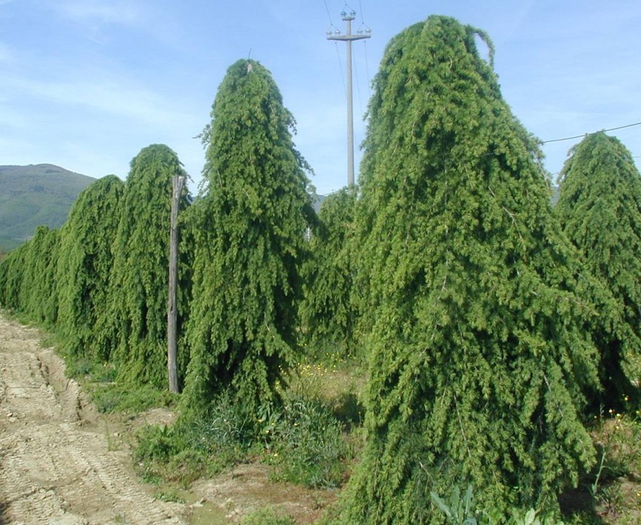 Сосна гималайская wallichiana