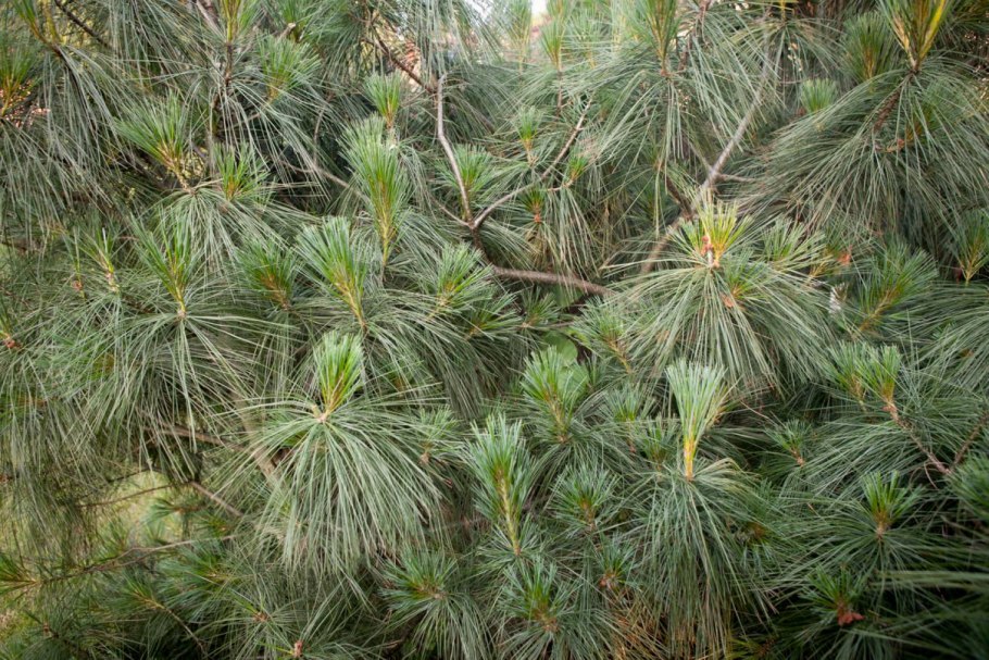 Сосна Веймутова гималайская