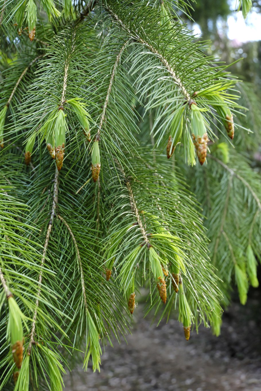 Кипарис Аризонский