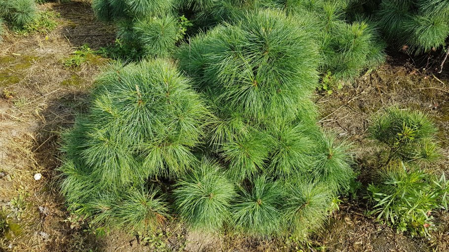 Леса выросли