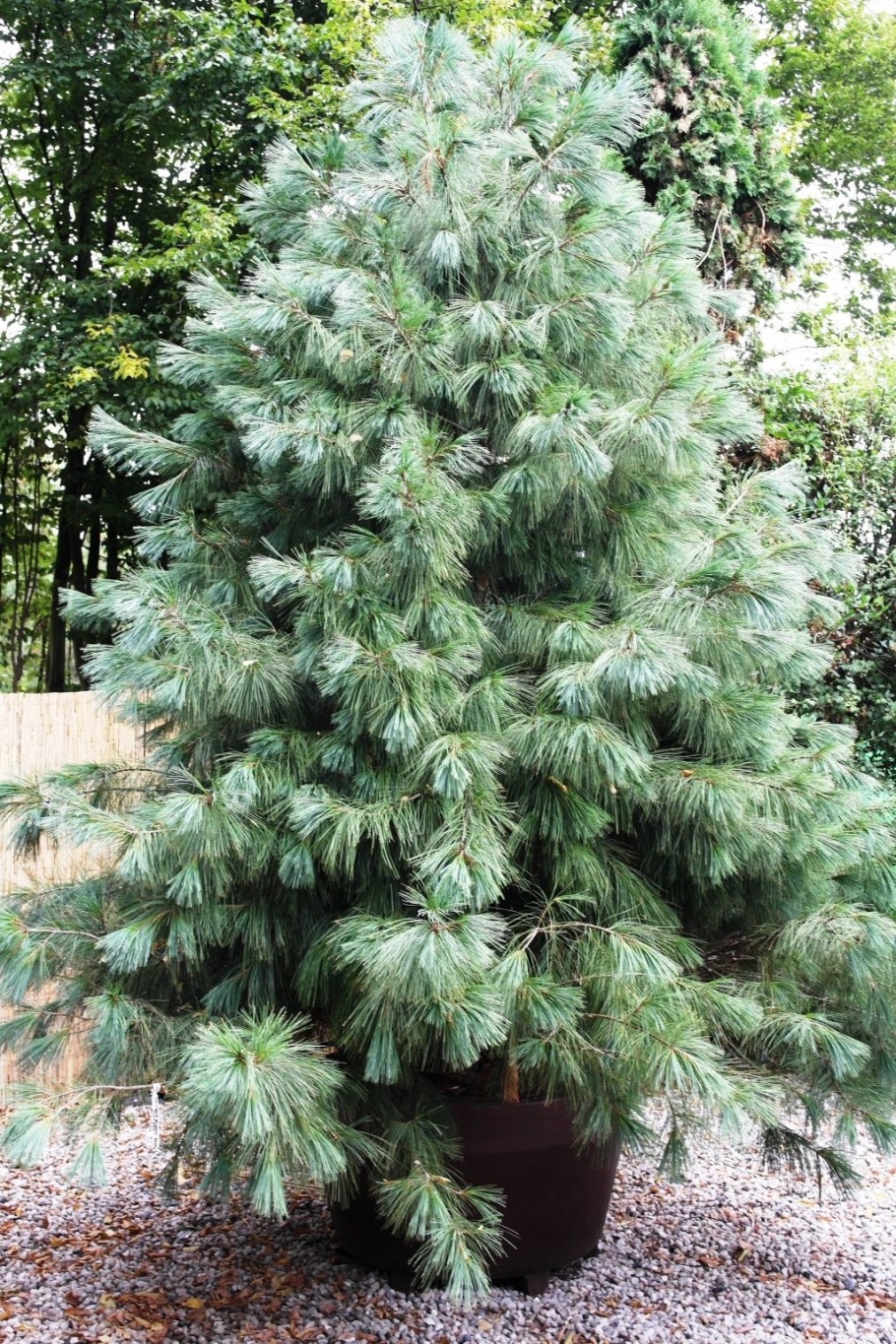 Сосна гималайская Гриффита