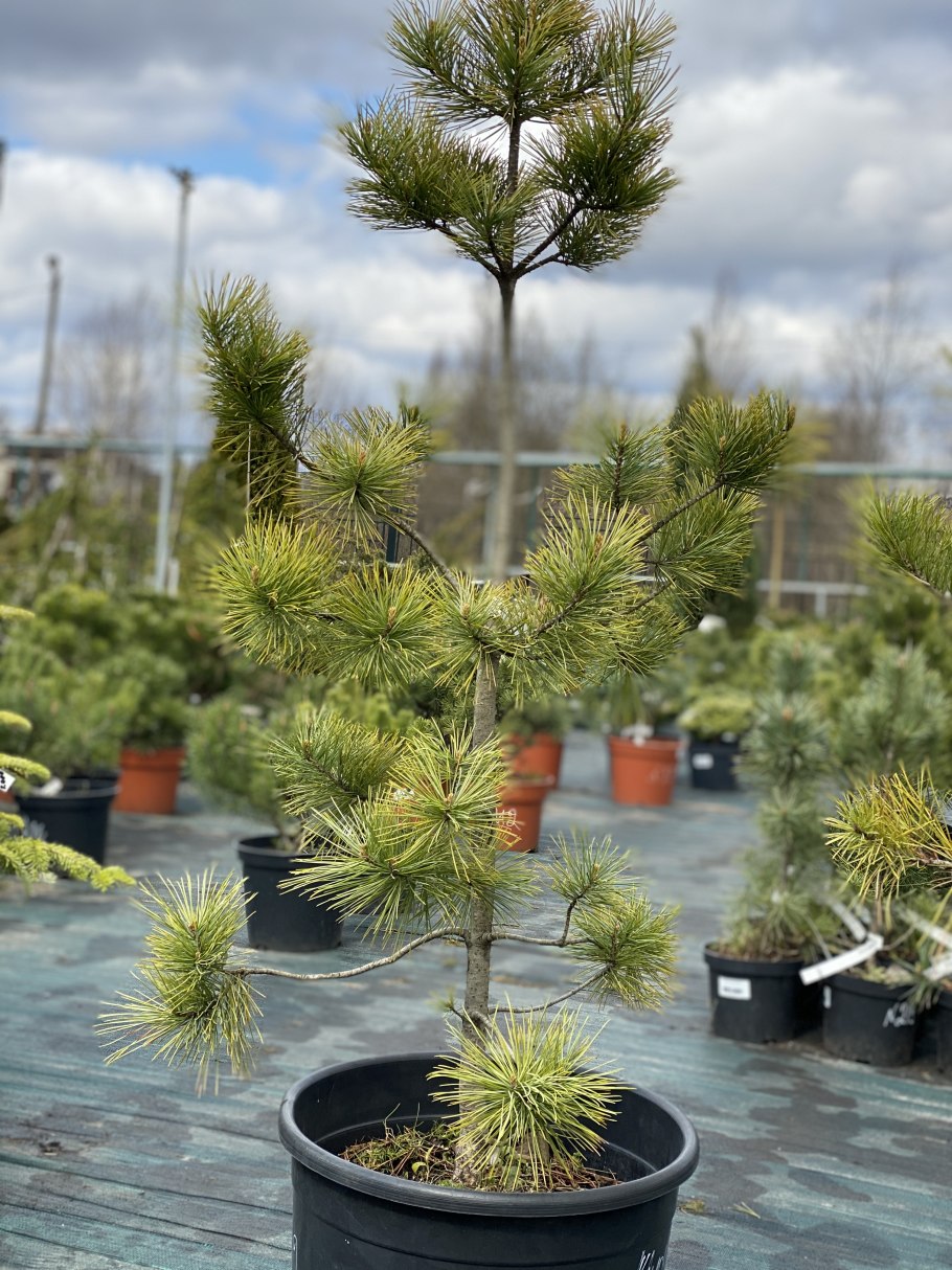 Сосна гималайская Нана ниваки