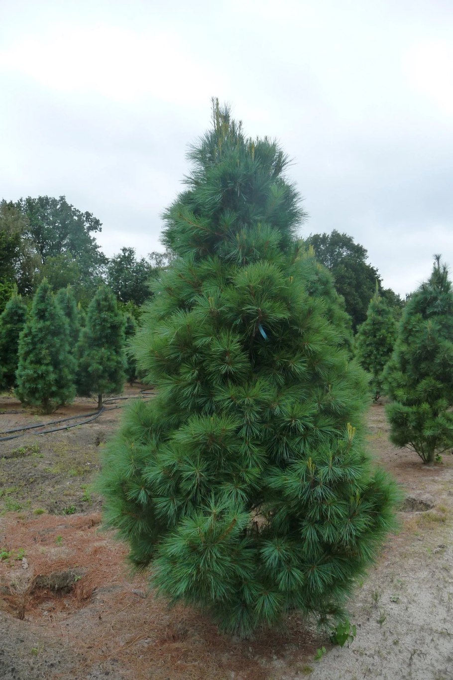Pinus wallichiana