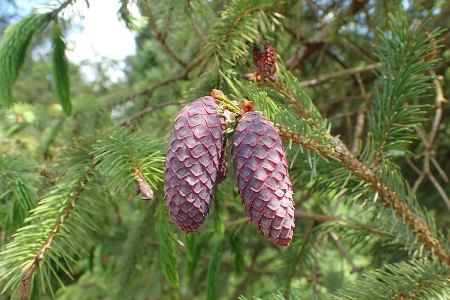 Picea spinulosa