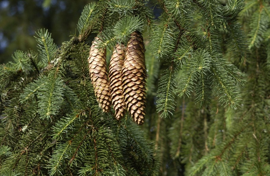 Ель европейская picea abies