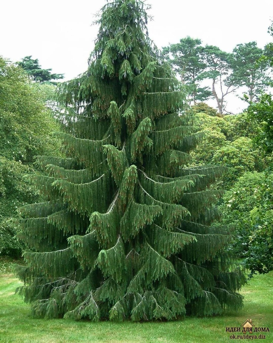 Ель Picea Mariana Beissneri