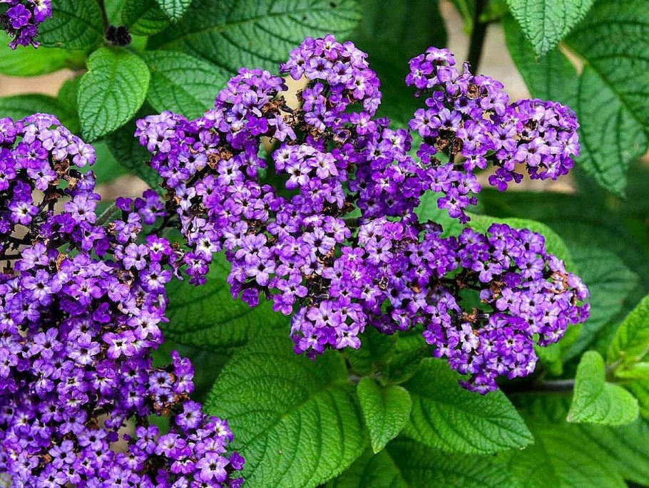 Гелиотроп перуанский Марин