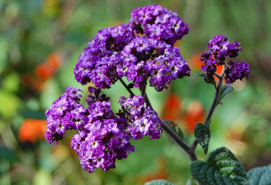 Гелиотроп древовидный Марина