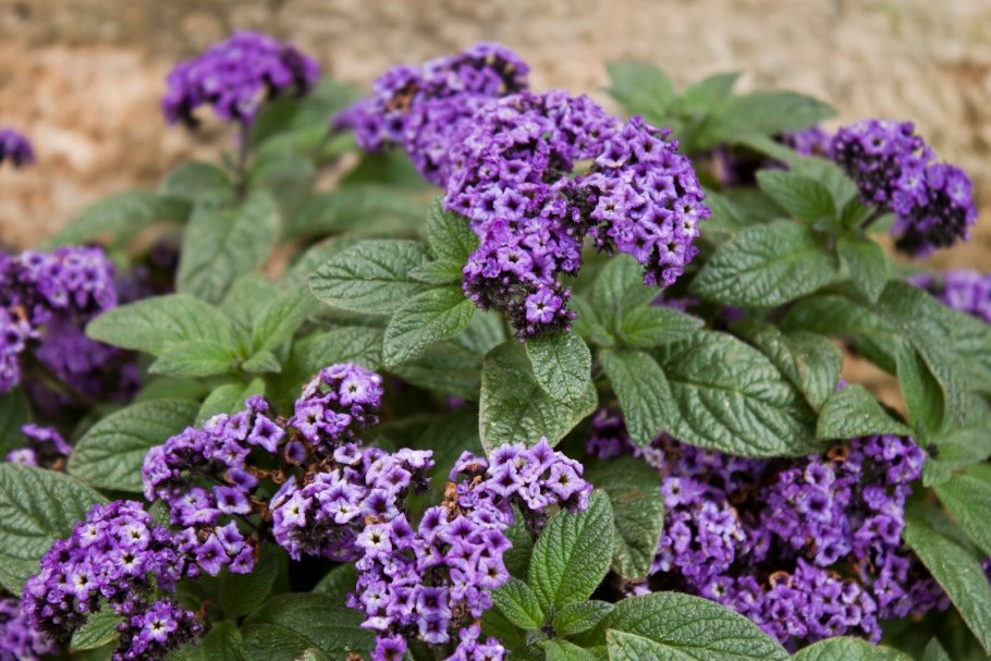 Лиловый гелиотроп