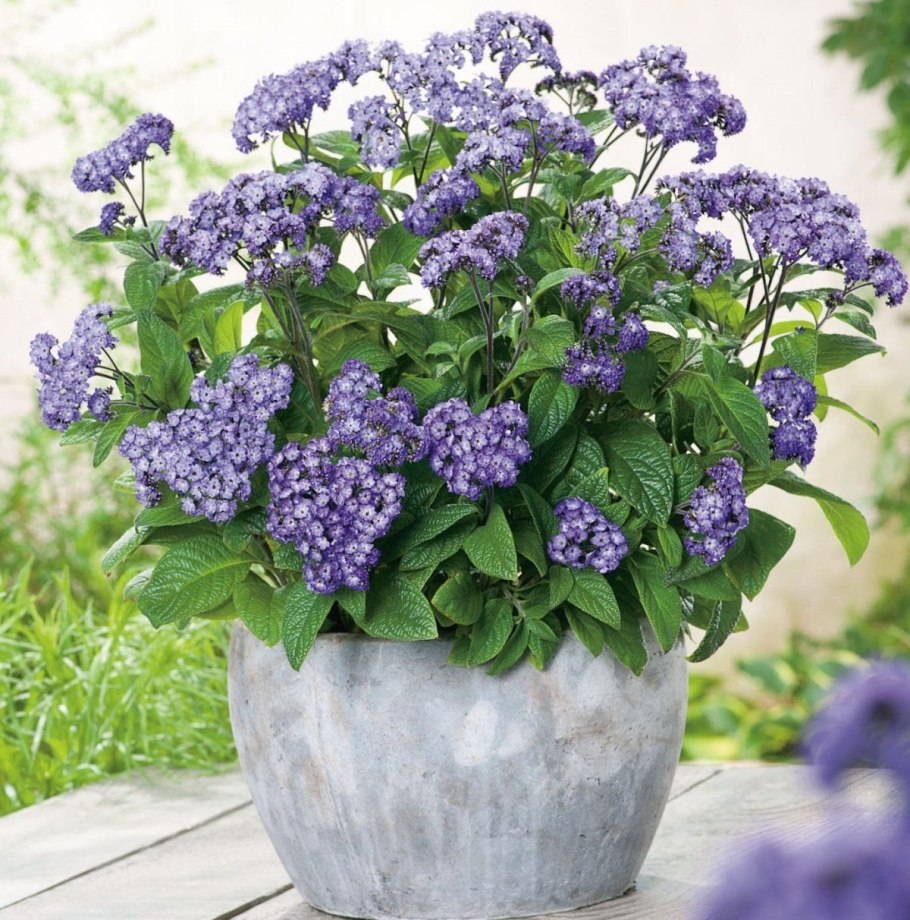 Гелиотроп цветок