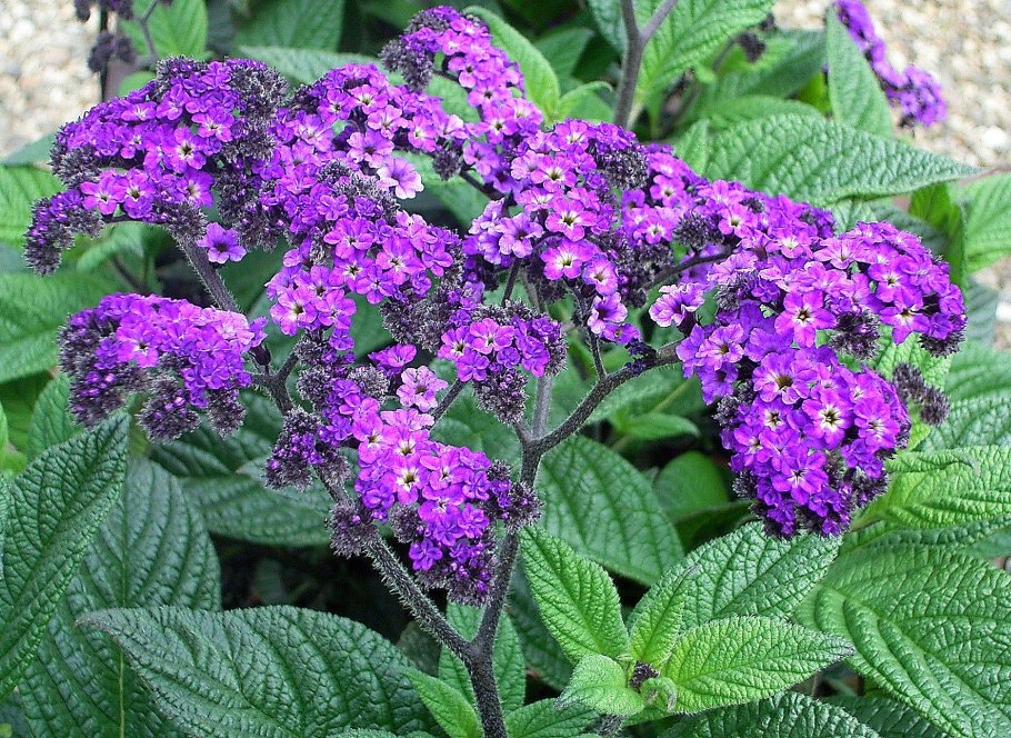 Гелиотроп цветок