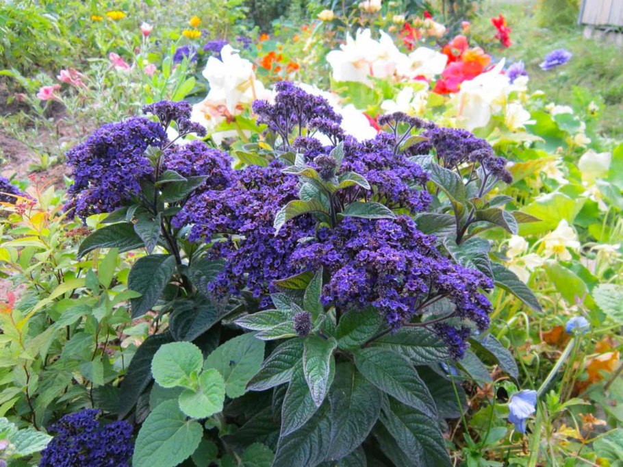 Гелиотроп кустарник