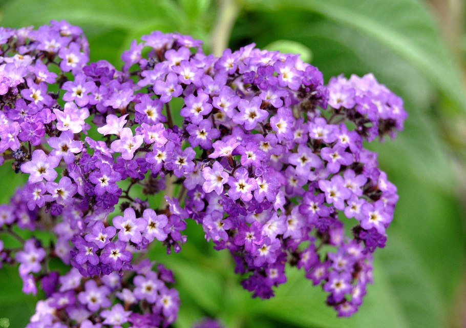 Гелиотроп перуанский