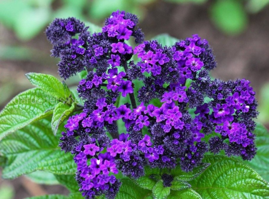 Гелиотроп перуанский