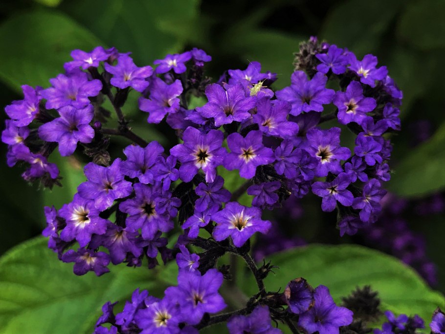 Гелиотроп цветок