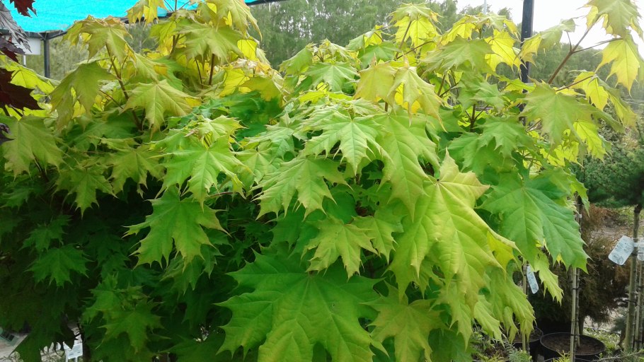 Клён ясенелистный канадский