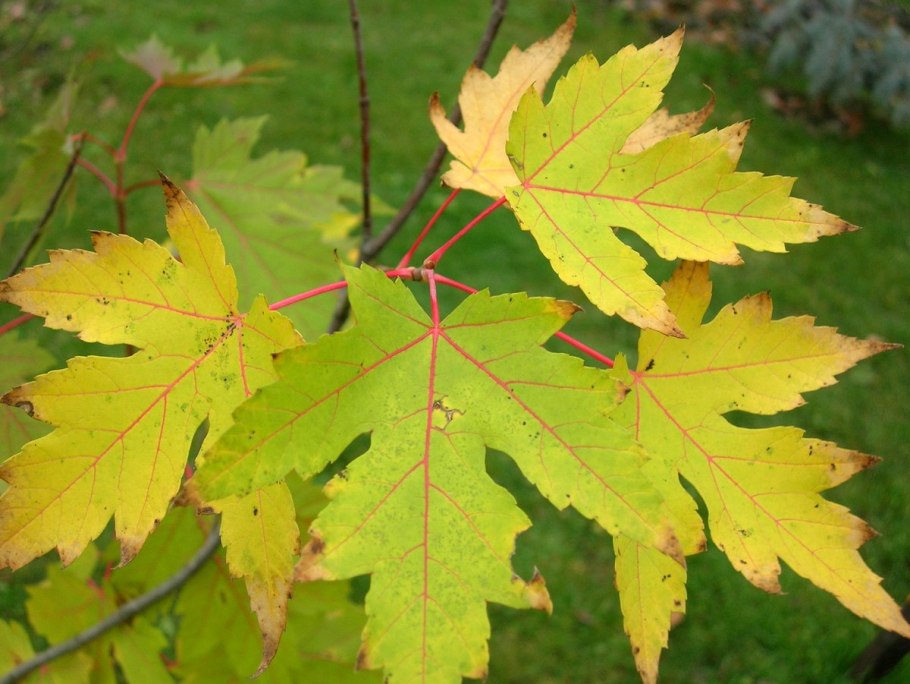 Клен остролистный Princeton Gold