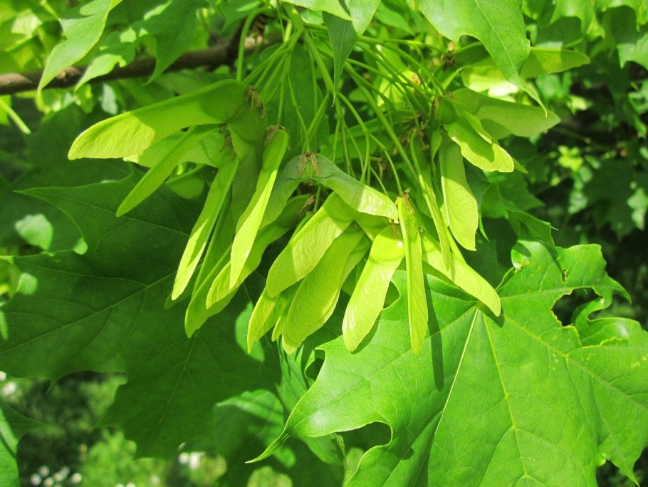 Клен остролистный (Acer platanoides)