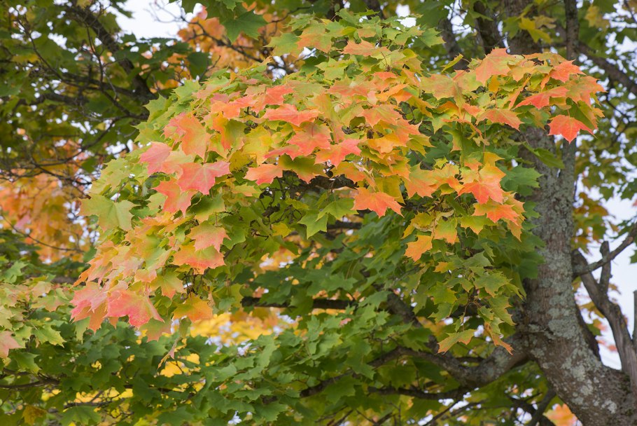 Клен Макрофиллум