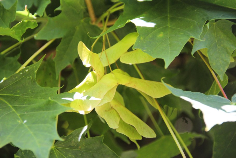 Клен Макрофиллум